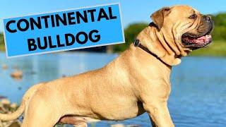 Continental Bulldog Dog Breed - Facts and Information