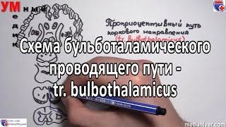 Проприоцептивный бульботаламический путь (путь Голля и Бурдаха) - meduniver.com