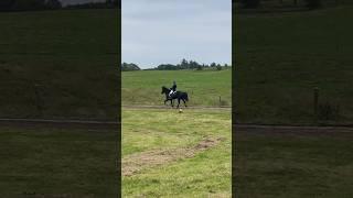 2nd place️ #100kviews #icelandichorse #subscribe #equestrian #lifestyle #tölt #T8 #4.5