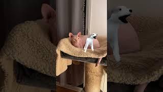 Sphynx Listens to Dog Sing and Dance