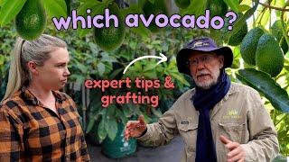 Choosing a dwarf AVOCADO TREE to buy - How I am getting both A & B Avocado varieties on ONE plant!