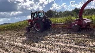 1486 IH and CaseIH 881 chopping corn