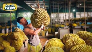 How Durians Grow: Harvesting the Stinkiest Fruit in the World