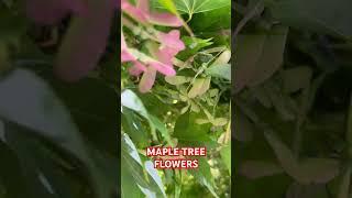 Maple Tree flowers