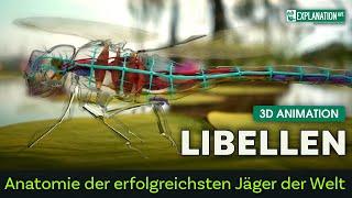 Libellen - Anatomie der erfolgreichsten Jäger der Welt -  3D Animation