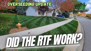 What Is Rhizomatous Tall Fescue (RTF)? Fall Overseed UPDATE!