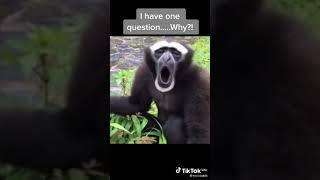 Funny Monkey Laughing