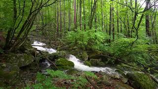 Morning Forest Birdsong, Relaxing Nature Sounds, ASMR