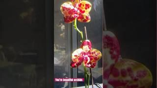 You’re beautiful #orchids #fragrantorchids #jamesblunt #music #lovesong