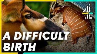 Surprise ANTELOPE Pregnancy Leads To A Complicated BIRTH | The Secret Life of the Zoo