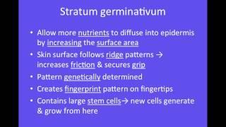 Video 1 - Integumentary System - Integumentary System & Epidermis