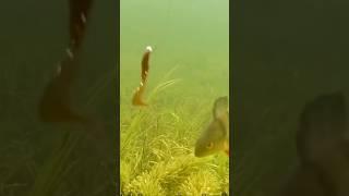 Этот сезон был слабый по  щуки, НО зато как ОКУНЬ   раздавал просто пушка !!! #fish #рыбалка