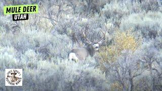 Hunting Mule Deer in Steep Utah Canyons