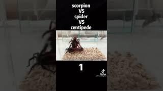 scorpion vs spider vs centipede/ скорпион против паука против сколопендр