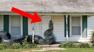 10 Craziest Animal Invasions!