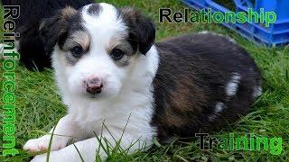 Relationship/Reinforcement Dog Training #dogtraining