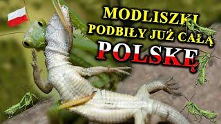 MODLISZKI Polują na Węże, Myszy, a Nawet Ptaki - Skąd Wzięły się w Polsce?