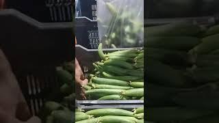 sponge gourd wholesale marke Vegetable t/8 September 2023/Sikander rajput 1