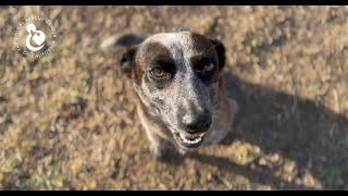 Blue Heeler Mix Found in Desert Missing One Leg