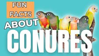 11 Fun Facts About Conures!