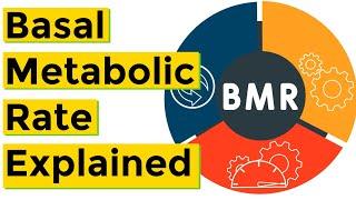 Basal Metabolic Rate (BMR) Explained