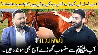 How expensive are Arabian horses? Interesting information! | Ft. Ali Fawad | Think Digital