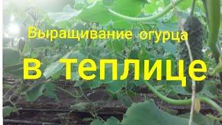 Выращивание огурца в теплице #выращивание #огород #subscribe #землядел