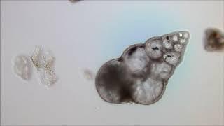 Foraminifera 20x