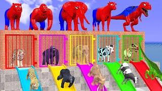 Cow Elephant Tiger Gorilla T-Rex 3d Animal Long Slide Game Funny 3d Paint Animals Cage Game