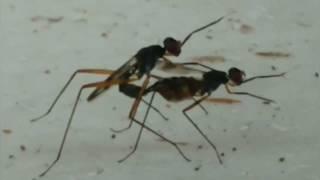 Ants/Insects In Mating