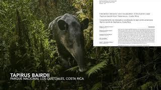 Vocalizaciones de Tapirus bairdii