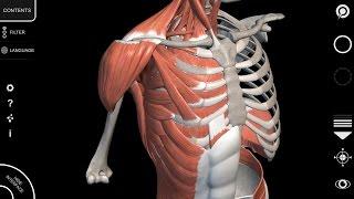 Human Anatomy App - Muscular System - Tutorial 2016