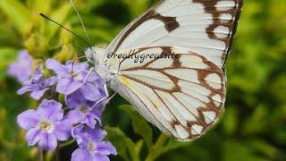 Plant some trees  get  A breath of fresh air #garden #planting  #polutionfree #green #nature