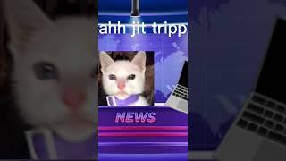 news cat #meme #joke #news #funny #shorts #cat #kitten