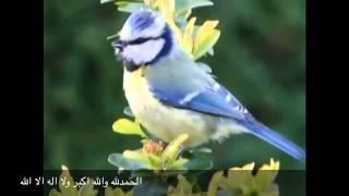 طائر القرقف الازرق (Blue Tit)