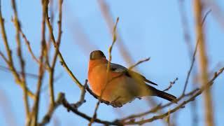 Northern Bullfinch | Снігур