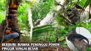 MENGURANGI KADAL BURIK HAMA TERNAK AYAM || BERBURU BIAWAK SPOT PINGGIR SUNGAI