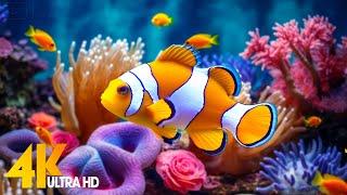 Aquarium 4K VIDEO (ULTRA HD)  Beautiful Coral Reef Fish - Relaxing Sleep Meditation Music #12