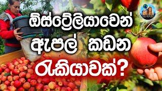 ඕස්ට්‍රේලියාවෙන්  ඇපල් කඩන රැකියාවක්? | Guide Me Vindy #guidemevindy #migratetoaustralia