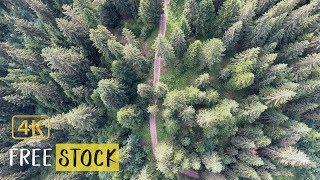 Path Running Through the Forest [4K] | Free Drone Footage