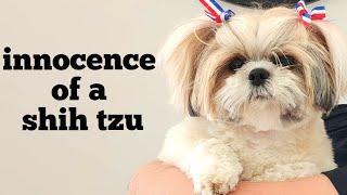 Cute Shih Tzu Daily Lifestyle