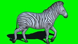 zebra moving  Green screen video free download - Free copyright