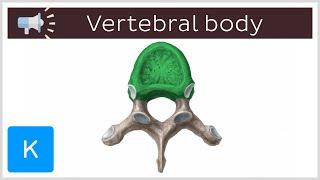 Vertebral body | Anatomical Terms Pronunciation by Kenhub