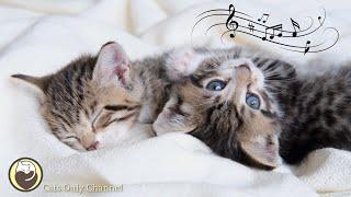 Relaxing Music for Cats - Stress Relief, Calming Music, Deep Sleep Music