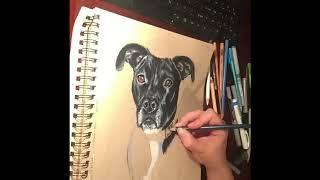 Alyssa Rosales - Color Pencil Dog Portrait Timelapse Video