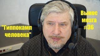 Гиппокамп человека Сергей Савельев (Вынос мозга #36)