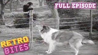 Lassie | The Watch Dog | Full Episodes