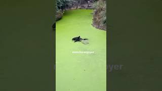 Funny animal videos I found on Instagram and Tiktok #shorts #funnyanimals #cat #funnypets #funny