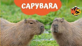 Meet the Capybara: Nature's Chillest Creature