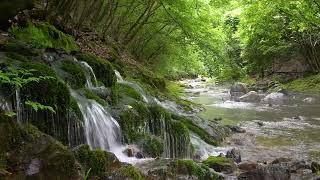 Babbling Brook  / Birds Chirping /Forest Sounds / Reduces Stress